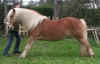 campo_top.jpg (51064 octets)