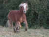 iroy_fou2.jpg (32796 octets)