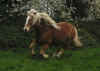 iroy_galop3.jpg (77465 octets)