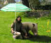 parasol2.jpg (89238 octets)