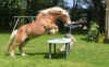 saut-table.JPG (64957 octets)
