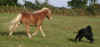 trotteur.jpg (60427 octets)