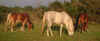 troupo_broute.jpg (30661 octets)