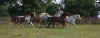 troupo_galop5.jpg (35584 octets)