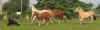 troupo_galop6.jpg (41391 octets)
