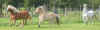 troupo_galop.jpg (48562 octets)